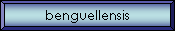 benguellensis