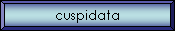 cuspidata