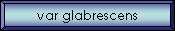 var glabrescens