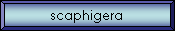 scaphigera